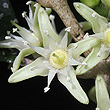 Acronychia pauciflora