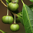 Actephila grandifolia, fruit