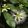 Archidendron muellerianum