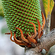 Banksia robur Flower buds
