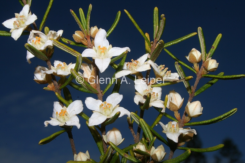 Boronia rosmarinifolia - White form
