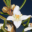 Boronia rosmarinifolia White form