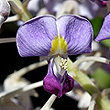 Callerya megasperma - Flowers