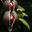 Callerya megasperma Fruit