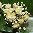 Croton mamillatus