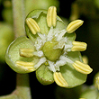 Cupaniopsis anacardioides