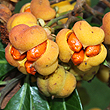 Cupaniopsis parvifolia - Fruit
