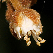 Diploglottis australis