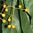 Ehretia acuminata - Fruit