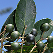 Elaeocarpus eumundi - Fruit