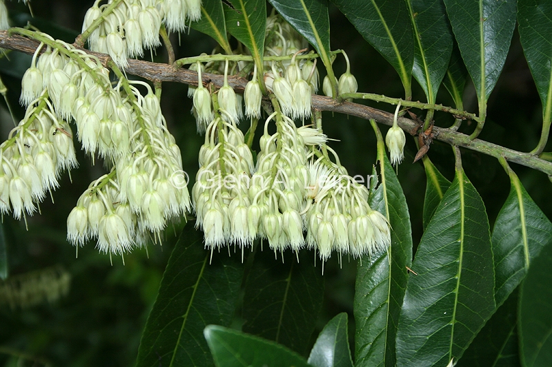 Elaeocarpus grandis