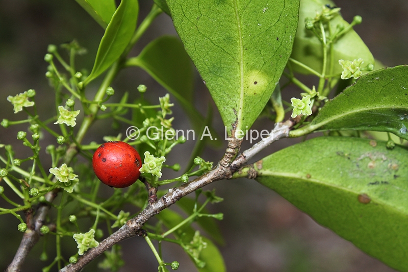 Elaeodendron australe - Fruit and Flower