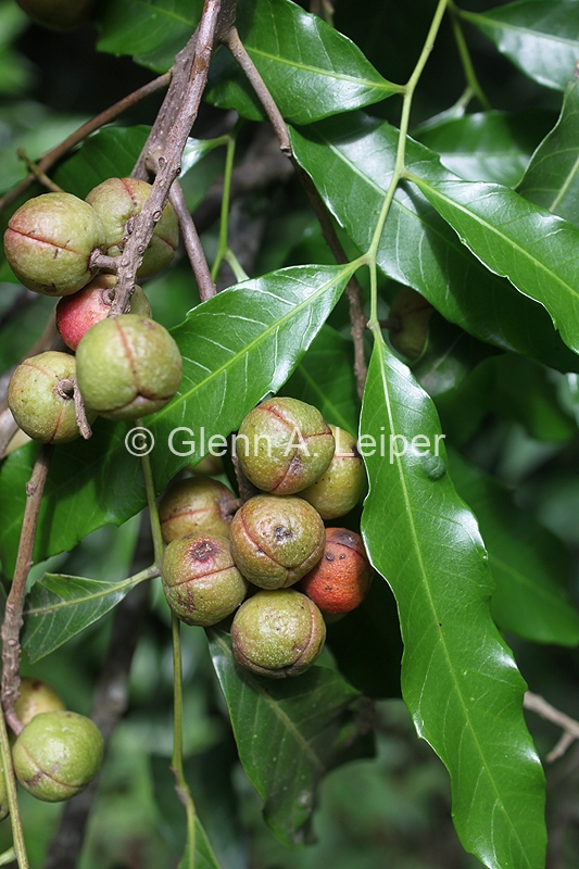 Elattostachys bidwillii - Fruit