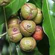 Elattostachys bidwillii - Fruit