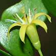 Everistia vacciniifolia var. vacciniifolia