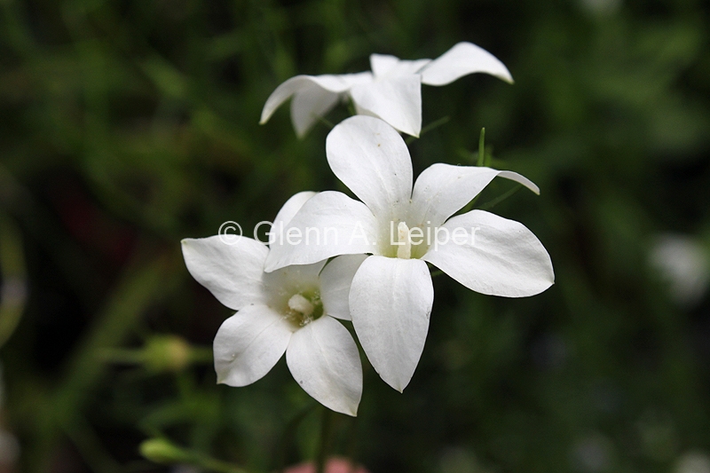 Wahlenbergia stricta - White Form